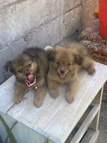 Shitzu Mixed With Pomeranian Comes With Package