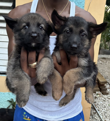 7 Week Old German Shepherds 