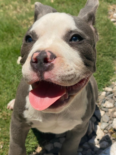 AMERICAN BULLY BLUE NOSE