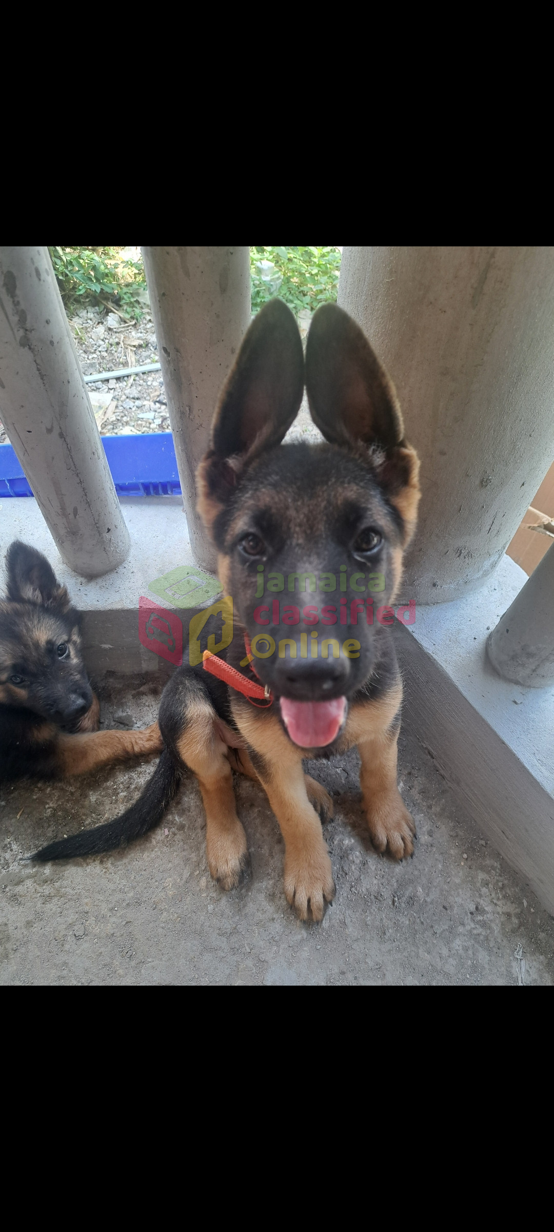 For Sale: German Shepherd Puppies Available - Montego Bay