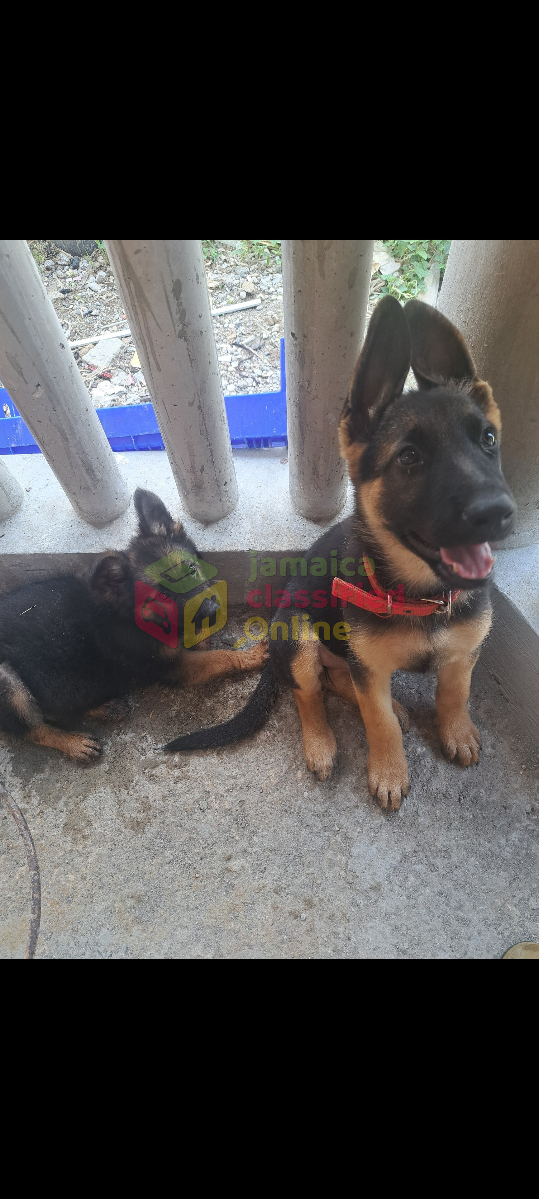 For Sale: German Shepherd Puppies Available - Montego Bay