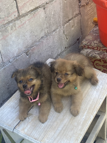 Shitzu Pomeranian Mixed Puppies Comes With Package