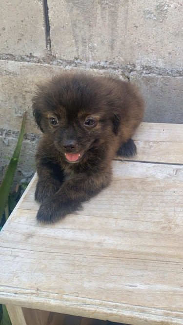 Shitzu Pomeranian Mixed Puppies Comes With Package