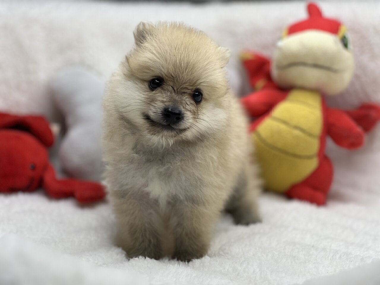 For Sale: Purebred Pomeranian Puppies - Kingston