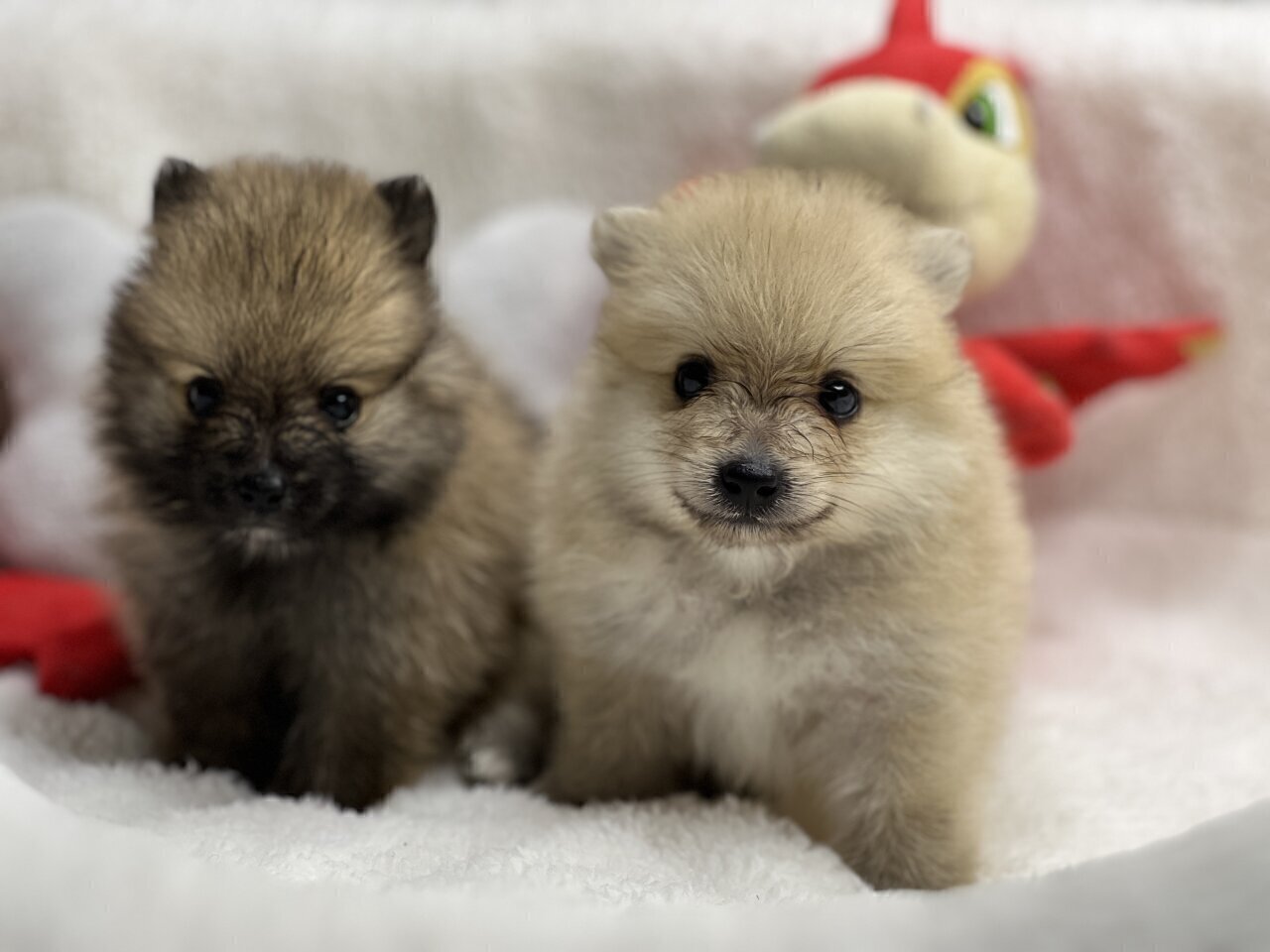 For Sale: Purebred Pomeranian Puppies - Kingston