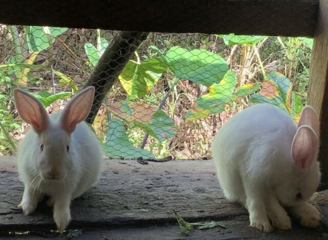 NewZealand White Rabbits