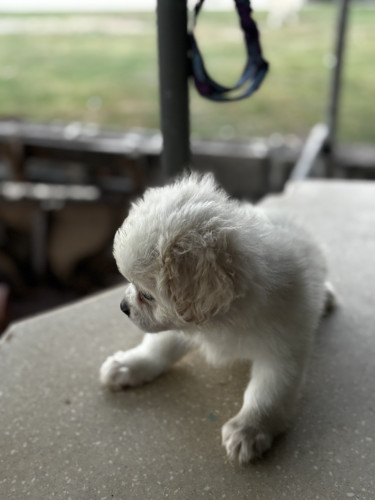 Shitzu - Pomeranian Male Pups 