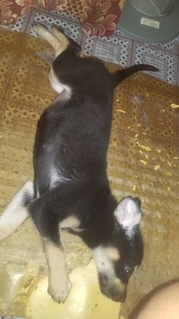 3 Months Old Rottweilerfemale Puppy