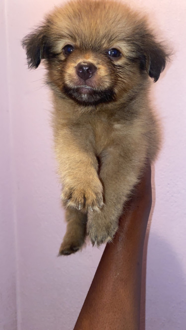 Shitzu Mixed Pomeranian Puppies 2 Vaccines Given 
