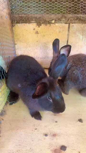 NewZealand Rabbits