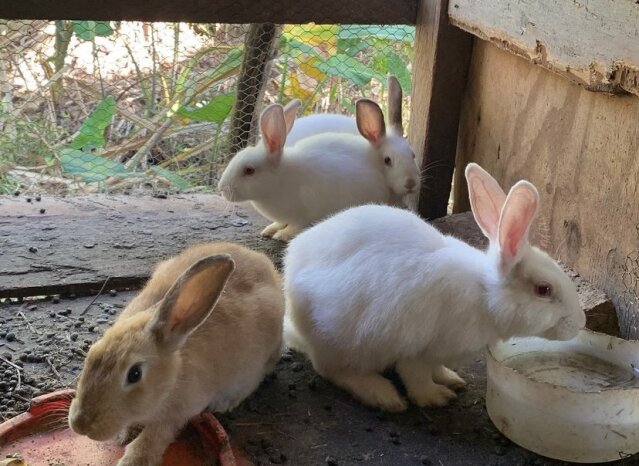 NewZealand Rabbits