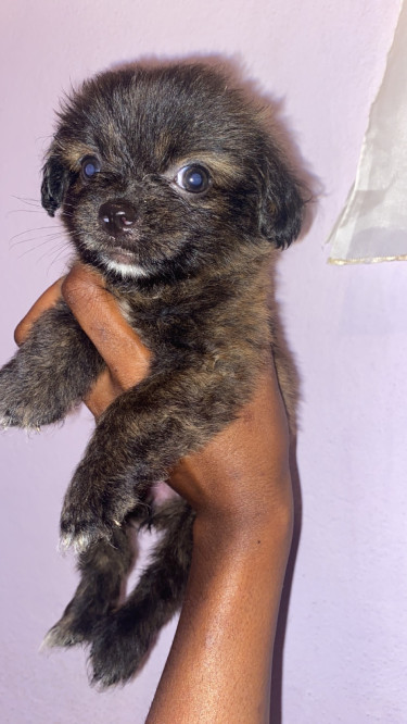 Shitzu Mixed Pomeranian Puppies 2 Vaccines Given 