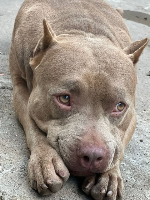 Pit Bull Puppies