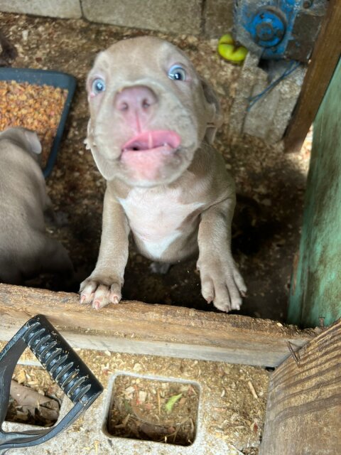 Pit Bull Puppies