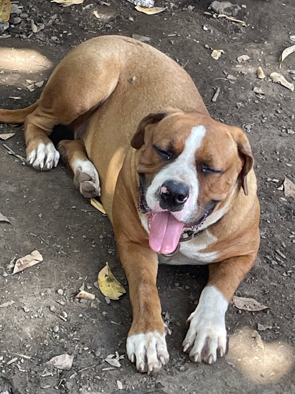 XL Bully Puppies For Sale - Kingston