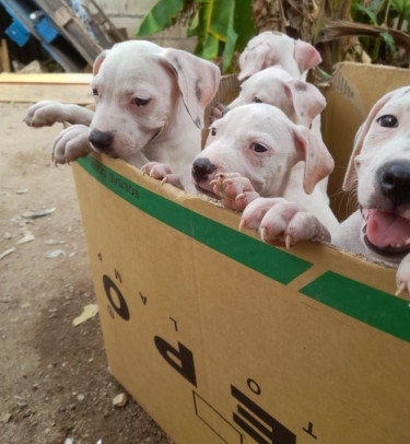 PITBULL PUPS FOR SALE 8762921460