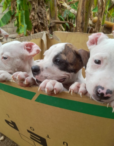 PITBULL PUPS FOR SALE 8762921460