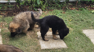 Akita -German Shepherd  Mixed Puppies 