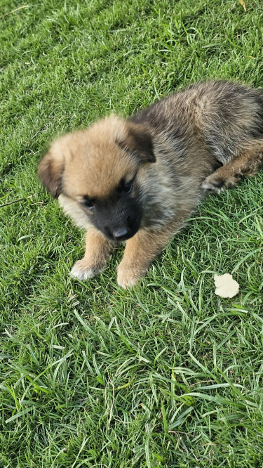 Akita -German Shepherd  Mixed Puppies 