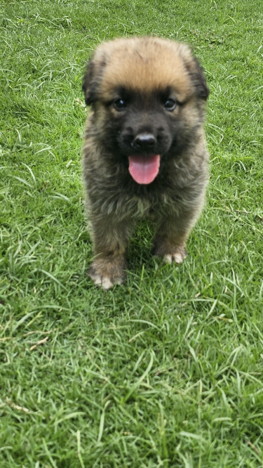 Akita -German Shepherd  Mixed Puppies 