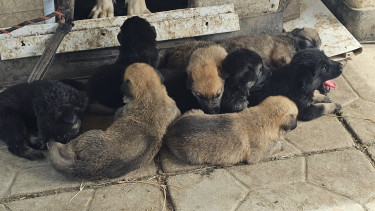 Akita -German Shepherd  Mixed Puppies 