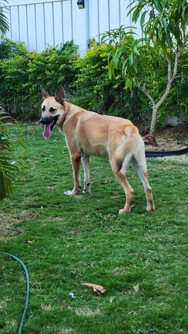 Akita -German Shepherd  Mixed Puppies 