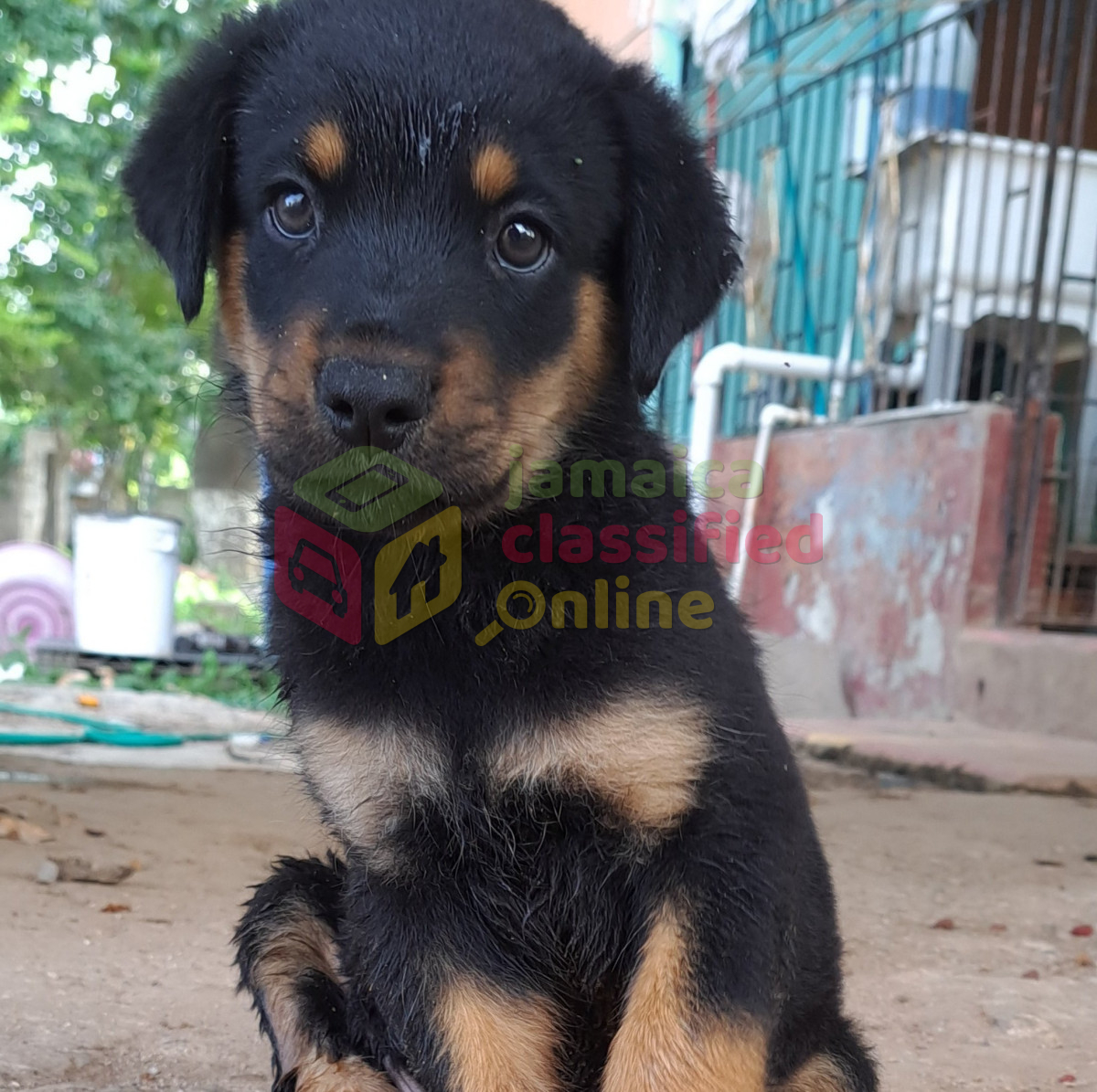 For Sale: 1 Male 7 Weeks Old Rottweiler - Portmore