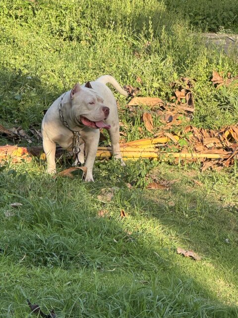 American Bully Male