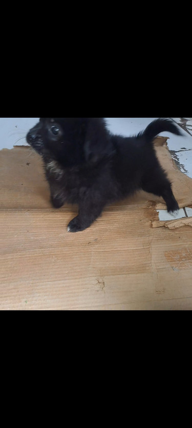 Pomeranian X Shizhu Puppy Female 