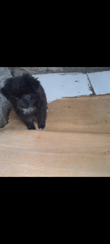 Pomeranian X Shizhu Puppy Female 