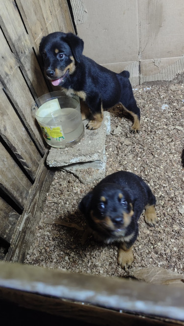 Rottweiler Puppies Available 