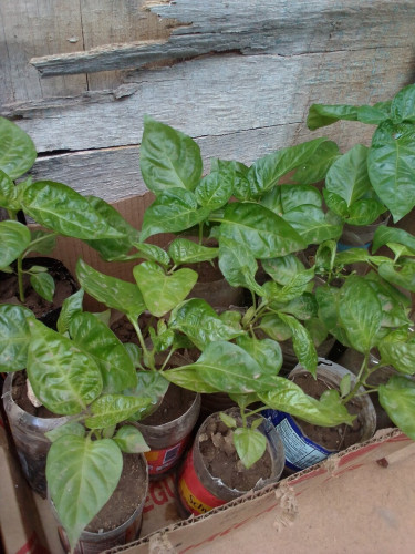 Scotch Bonnet Peppers Plants For Sale