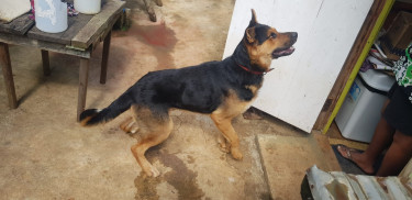 2 Yrs Old Mix Shepherd And Ratty Male For Sale