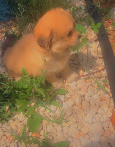 Adorable Male And Female Shih Tzu Puppies For Sale