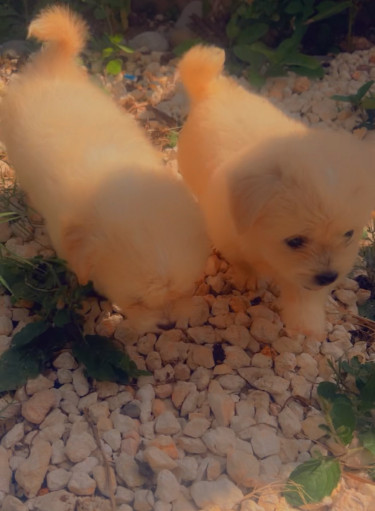 Adorable Male And Female Shih Tzu Puppies For Sale
