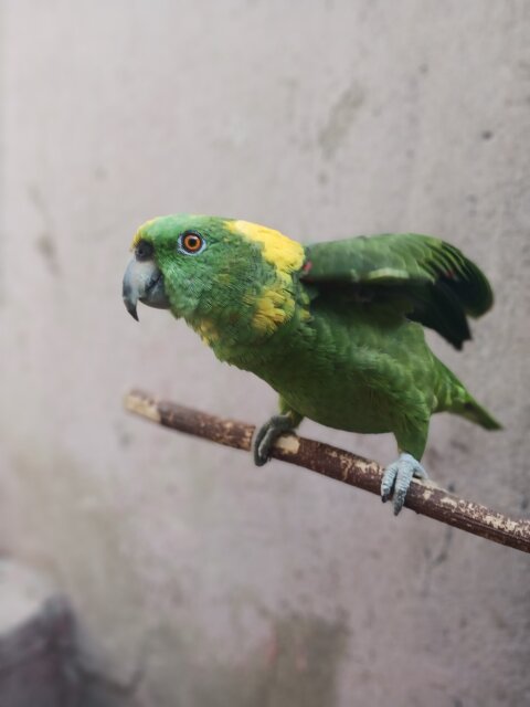 Amozon Yellow Naped Parrot