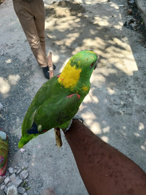 Amozon Yellow Naped Parrot