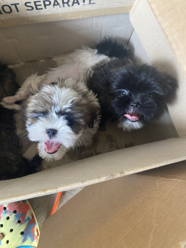 Shitzu Poodle Pups For Sale!