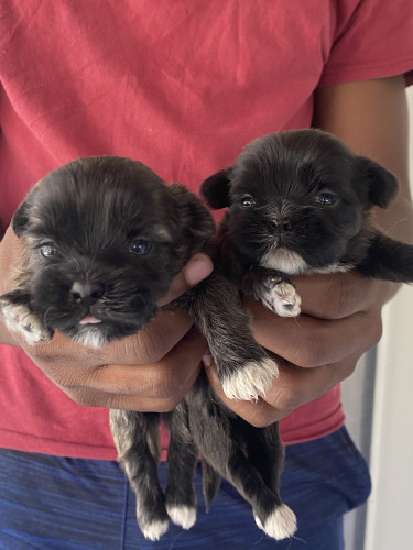 Shitzu Poodle Pups For Sale!