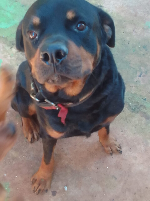 Male Rotty