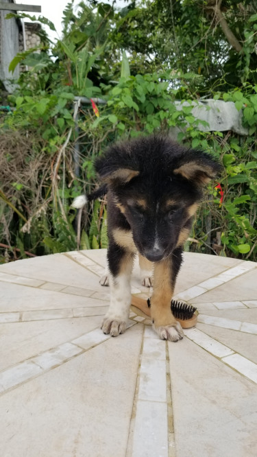 Akita Puppy,  Isamu (brave)