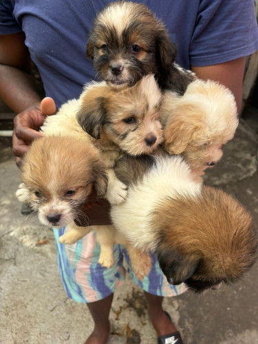 Shihpoo Available 