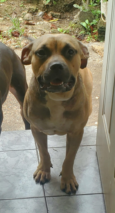 2 Years Old American Bully X Pitbull Mix For Sale