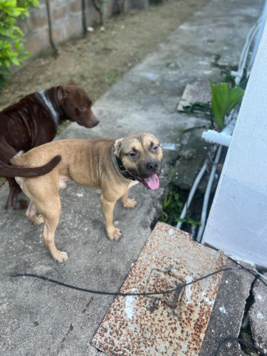 2 Years Old American Bully X Pitbull Mix For Sale