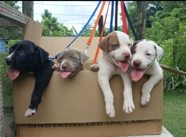 Pitbull Mix Pups (6 Weeks Old) 