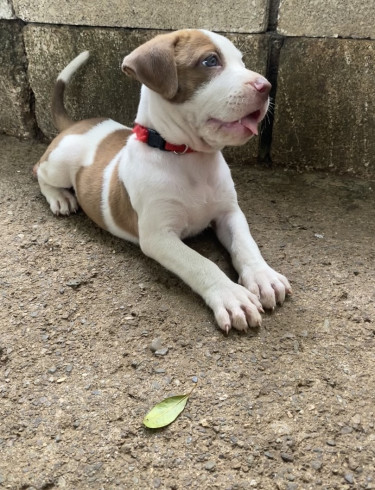 Pitbull Mix Pups (6 Weeks Old) 