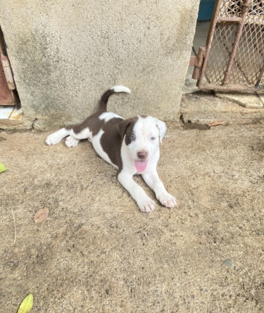 Pitbull Mix Pups (6 Weeks Old) 