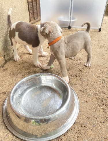 Pitbull Mix Pups (6 Weeks Old) 