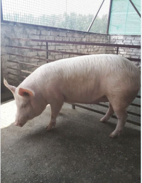 Female Pig For Sale