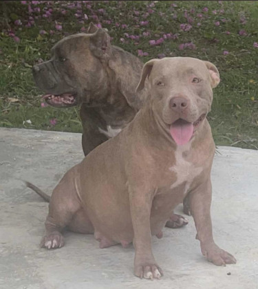 American Bully Pups For Sale